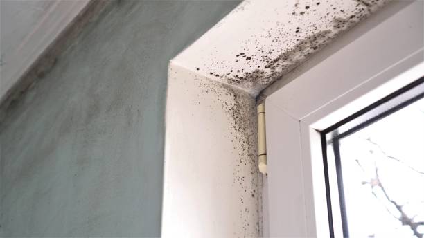 Best Toxic Mold Removal  in Tn Lakes, WI