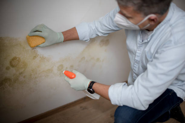 Best Certified Mold Removal  in Tn Lakes, WI